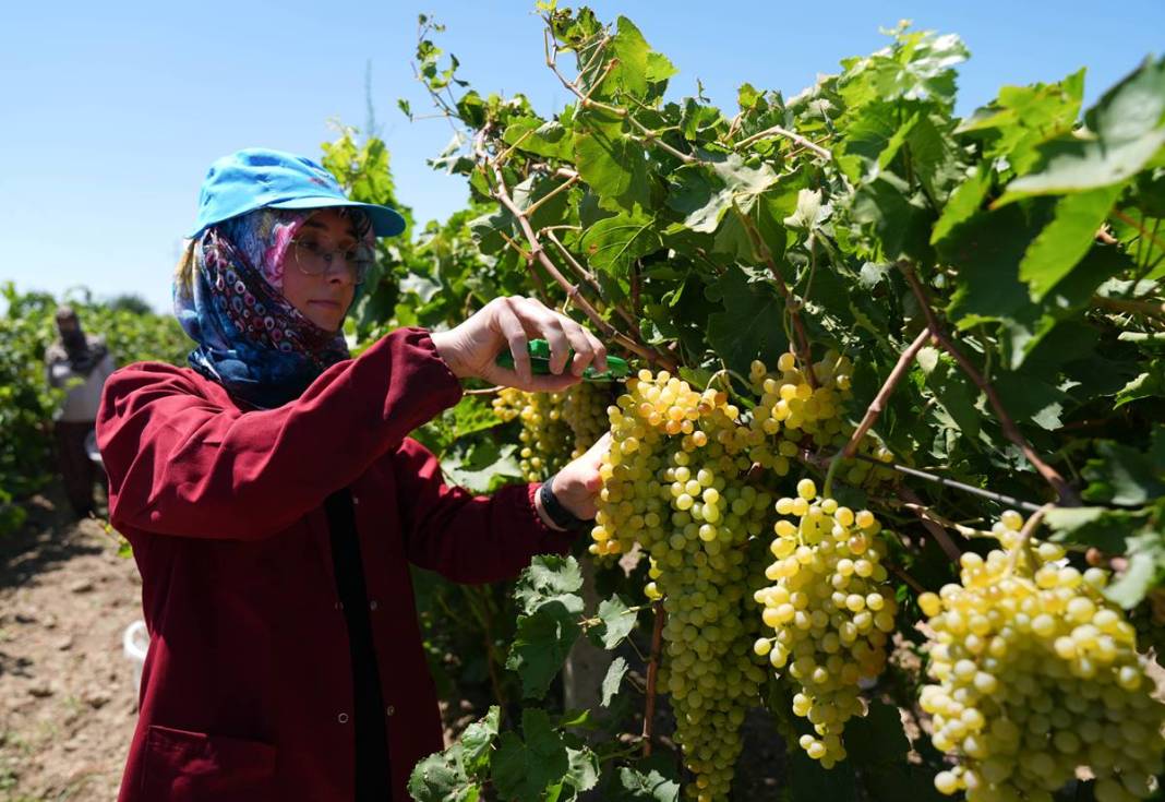 O kentte üzüm bereketi yaşanıyor: Hedef 250 bin ton! Avrupa ve Körfez ülkelerine gönderiliyor 4